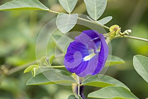 Butterfly pea, clitoria ternatea, flower on natural blurred green background