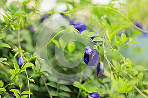 Butterfly pea is a creeper. It has blue-purple flowers with green leaves and is commonly planted to be planted for medicinal