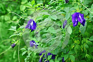 Butterfly pea flower