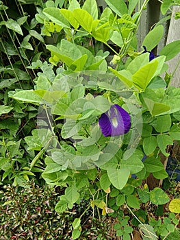 Butterfly pea flower blooming