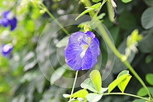 Butterfly pea flower, blue bell vine, cordofan pea clitoria ternatea