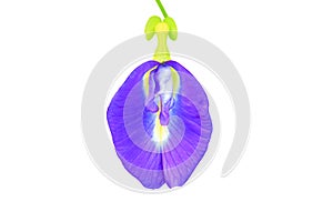 Butterfly pea flower or Blue pea isolated on white background and clipping path Clitoria ternatea L