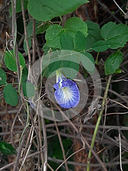 Butterfly pea flower or blue pea, bluebellvine , cordofan pea, clitoria ternatea with green leaf