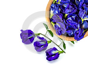 butterfly pea flower or blue pea isolated on white ,