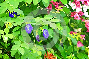 Butterfly pea flower or Blue pea and leaf in nature with copy space Clitoria ternatea L