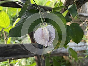 Butterfly pea flower or butterfly pea serves to lower cholesterol levels and tame an enlarged prostate.