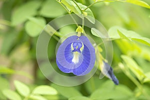 Butterfly Pea Flower or Clitoria Ternatea