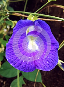 butterfly pea flower or Clitoria ternatea