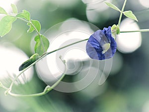 Butterfly pea flower, Clitoria ternatea blooming on tree with bo