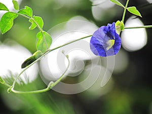 Butterfly pea flower, Clitoria ternatea blooming on the tree wit