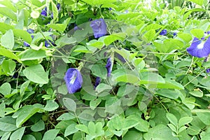 Butterfly pea flower, Clitoria ternatea flower in botanic garden.