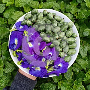 Butterfly pea flower and Cucamelon