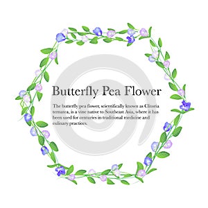Butterfly pea flower flow on diamond shape frame background