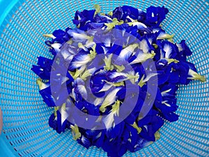 Butterfly pea flower