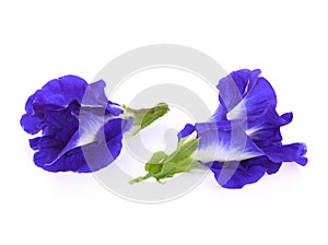 Butterfly Pea flower istolated on white