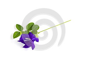 Butterfly Pea flower with leaves. photo