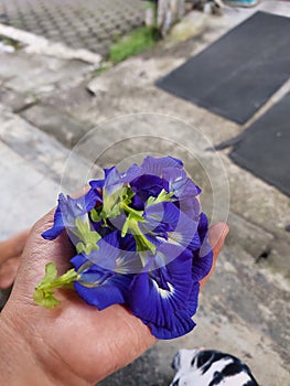 A butterfly pea flower in my hand