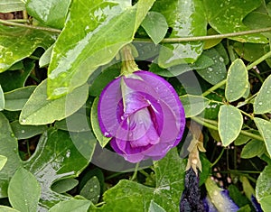 Butterfly pea flower scientific name: Clitoria ternatea L. is a vine, stem.