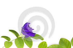 Butterfly Pea flower with leaves isolate on white background. photo