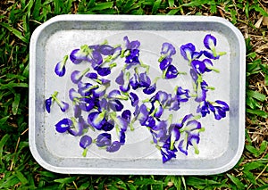 Butterfly pea flower on tray for dry with sun light