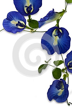 Butterfly pea flower in vivid color and detail isolated on white background
