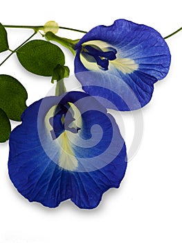 Butterfly pea flower in vivid color and detail isolated on white background