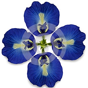 Butterfly pea flower in vivid color and detail isolated on white background