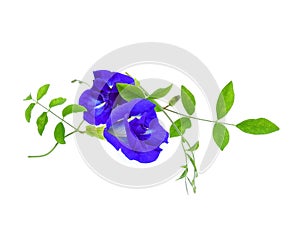 Butterfly Pea flower on white background