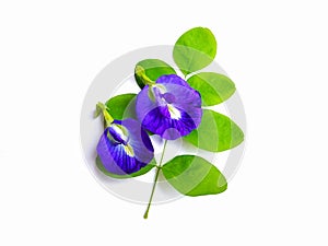 Butterfly pea flower on white background (Clitoria ternatea