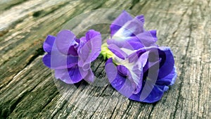 Butterfly pea flower on wood background