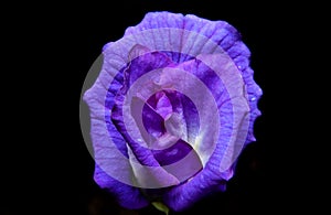 Butterfly pea flowers on black background.Close up of Blue Pea or Clitoria ternatea isolate on black background