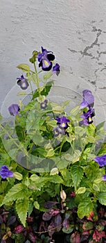 butterfly pea flowers in the garden