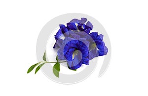 Butterfly pea flowers with green leaves isolated on white background