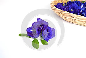 Butterfly pea flowers with green leaves isolated on white background