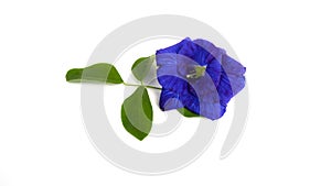 Butterfly pea flowers with green leaves isolated on white background