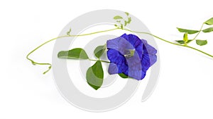 Butterfly pea flowers with green leaves isolated on white background