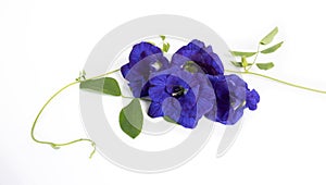 Butterfly pea flowers with green leaves isolated on white background