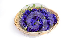 Butterfly pea flowers with green leaves on wooden basket isolated on white background
