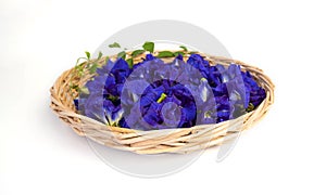 Butterfly pea flowers with green leaves on wooden basket isolated on white background