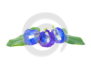 butterfly pea flowers isolated on a white background