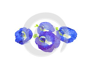 butterfly pea flowers isolated on a white background