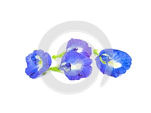 butterfly pea flowers isolated on a white background