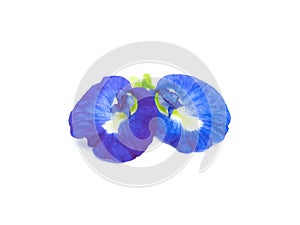 butterfly pea flowers isolated on a white background