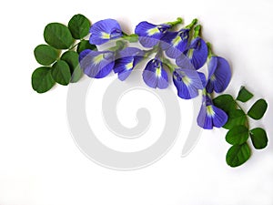 Butterfly Pea Four