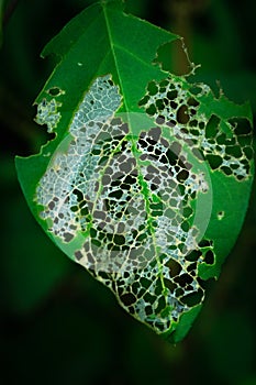 Butterfly pea leaves eaten by caterpillars