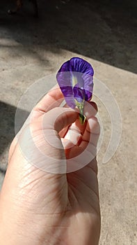 a butterfly pea on my finger