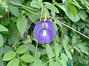 Butterfly Pea o pisello blu di vite (Clitoria ternatea), commonly used as herbal medicine photo