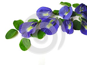 Butterfly Pea Seven