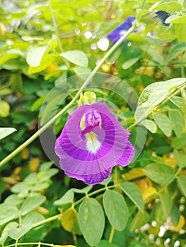 butterfly pea with special efect