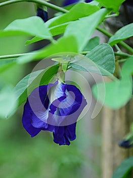 Butterfly pea on the tree in the nature